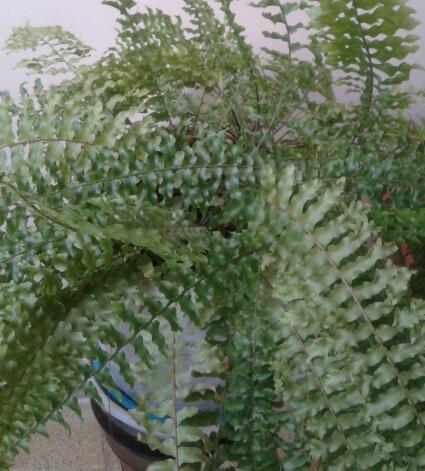 فرشته قره گوزلو