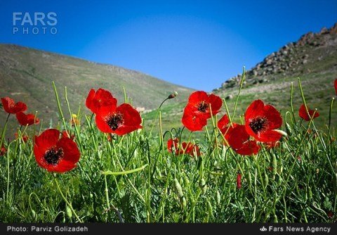 الناز بخشنده