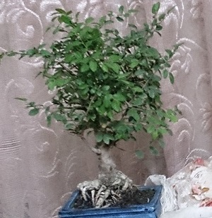 عاطفه قربانی