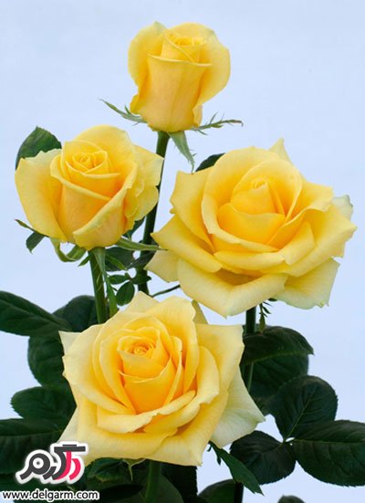 سکینه فتحی