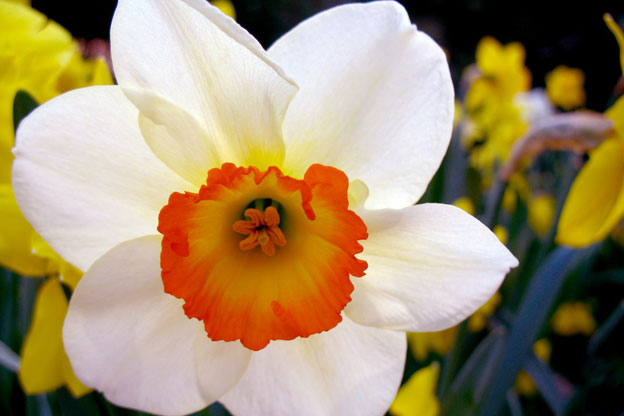نرگس شاهدی