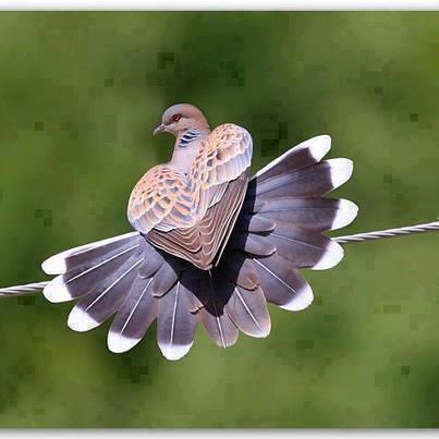 مهدی سبحانی