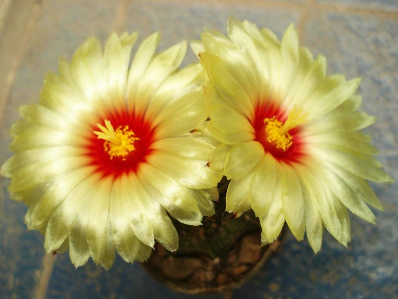 زهره نوربخش