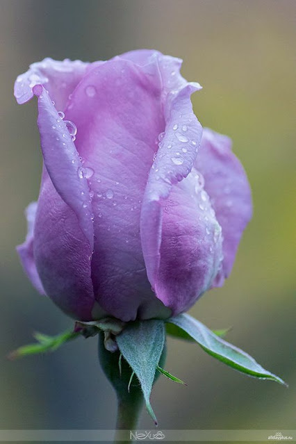 پریسا کوچکی