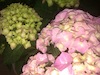 الهام رمضانی