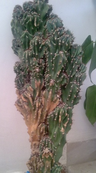 ولی زردشتی