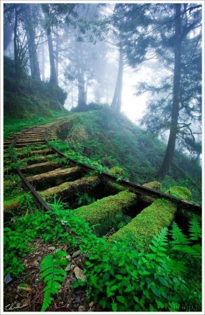 ترنم ترنمی