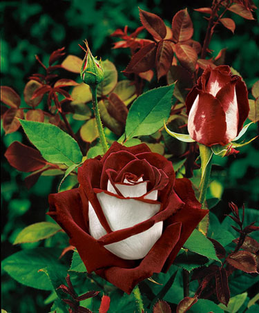 عليرضا قدوسي