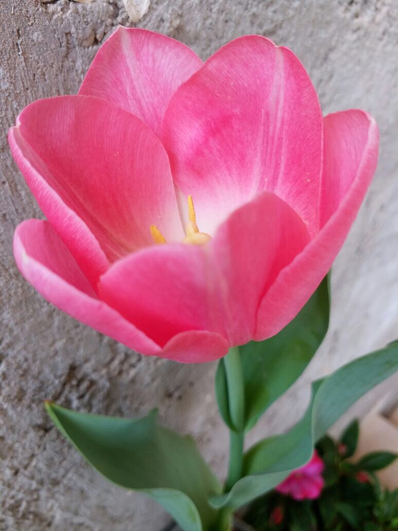 طاهره پورشمسی