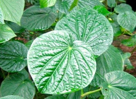 kava-kava