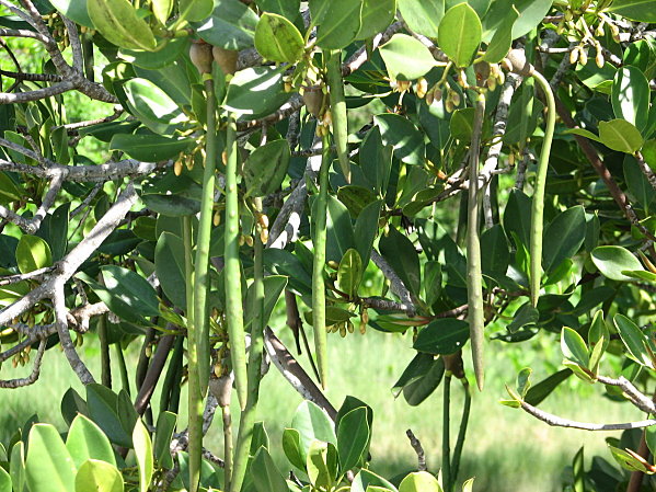 Red mangrove