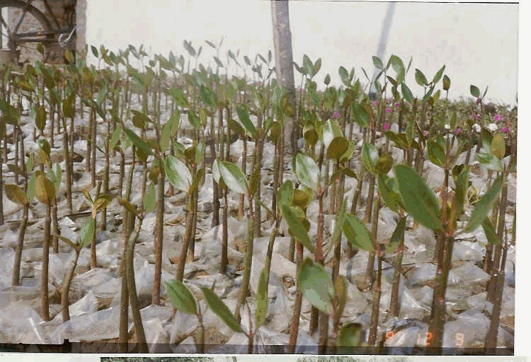 Rhizophera mucronata Rhizophera mucronata