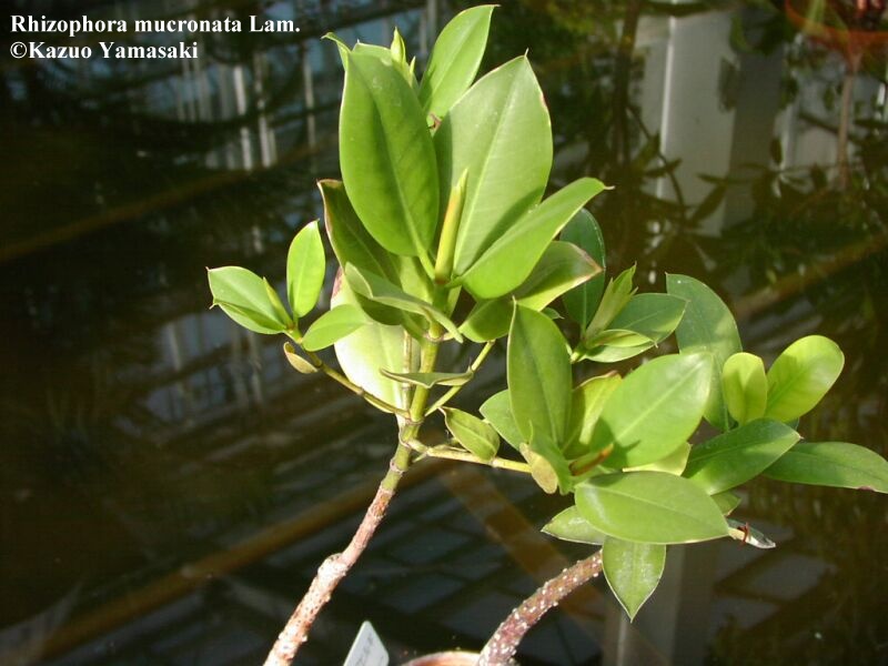 معرفی و راهنمای پرورش درختان زینتی - چندل معرفی و راهنمای پرورش درختان زینتی - چندل