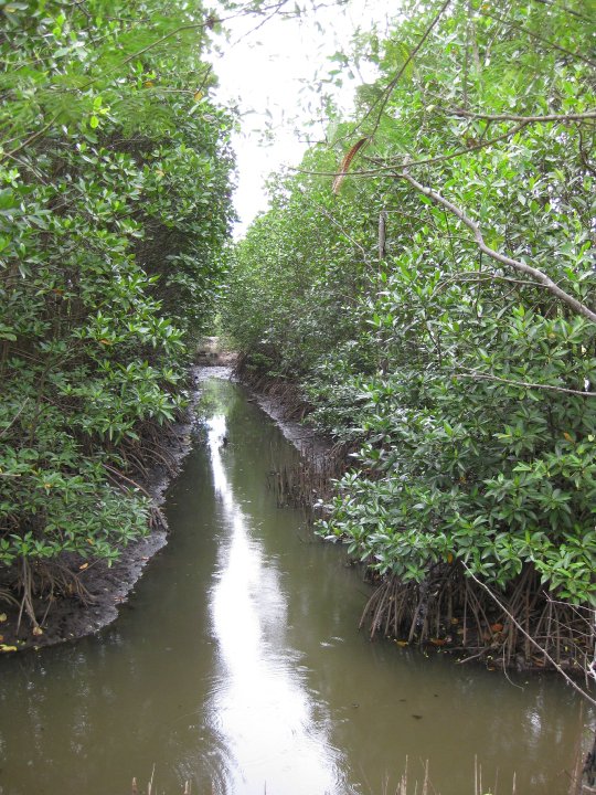 Red mangrove