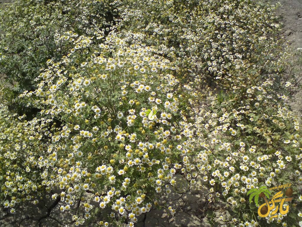 گلدر - معرفی و خواص گیاهان دارویی