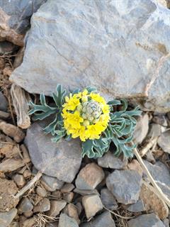 شقایق نعمانی