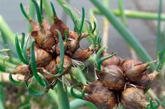 Лук многоярусный фото. Лук живородящий многоярусный. Когда сажать многоярусный лук. Лук египетский многоярусный. Лук многоярусный челябинский суперранний.