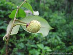 آنونا ابريشمي