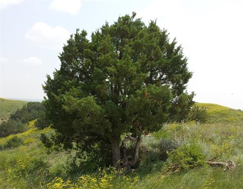 ارس کوهستان راکی - معرفی و خواص گیاهان دارویی