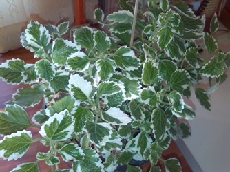تصویر پرسش و پاسخ گیاه