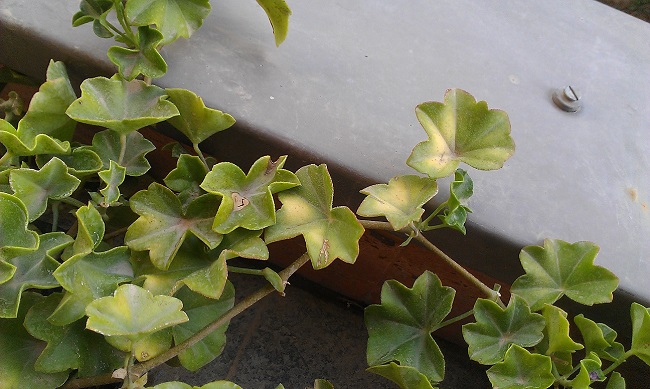 تصویر پرسش و پاسخ گیاه