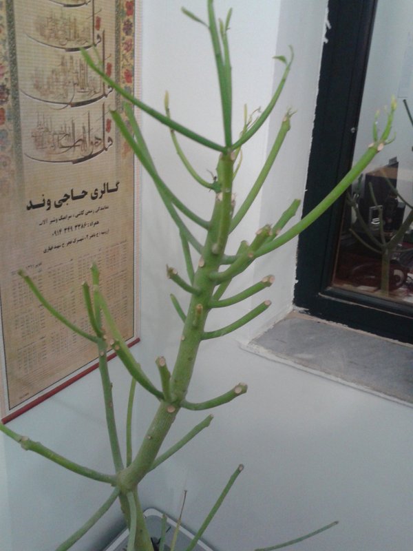 تصویر پرسش و پاسخ گیاه