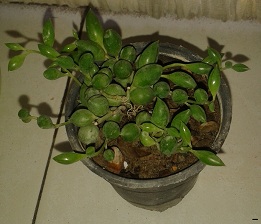 تصویر پرسش و پاسخ گیاه