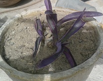 تصویر پرسش و پاسخ گیاه