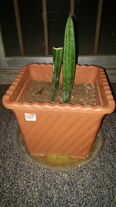 تصویر پرسش و پاسخ گیاه