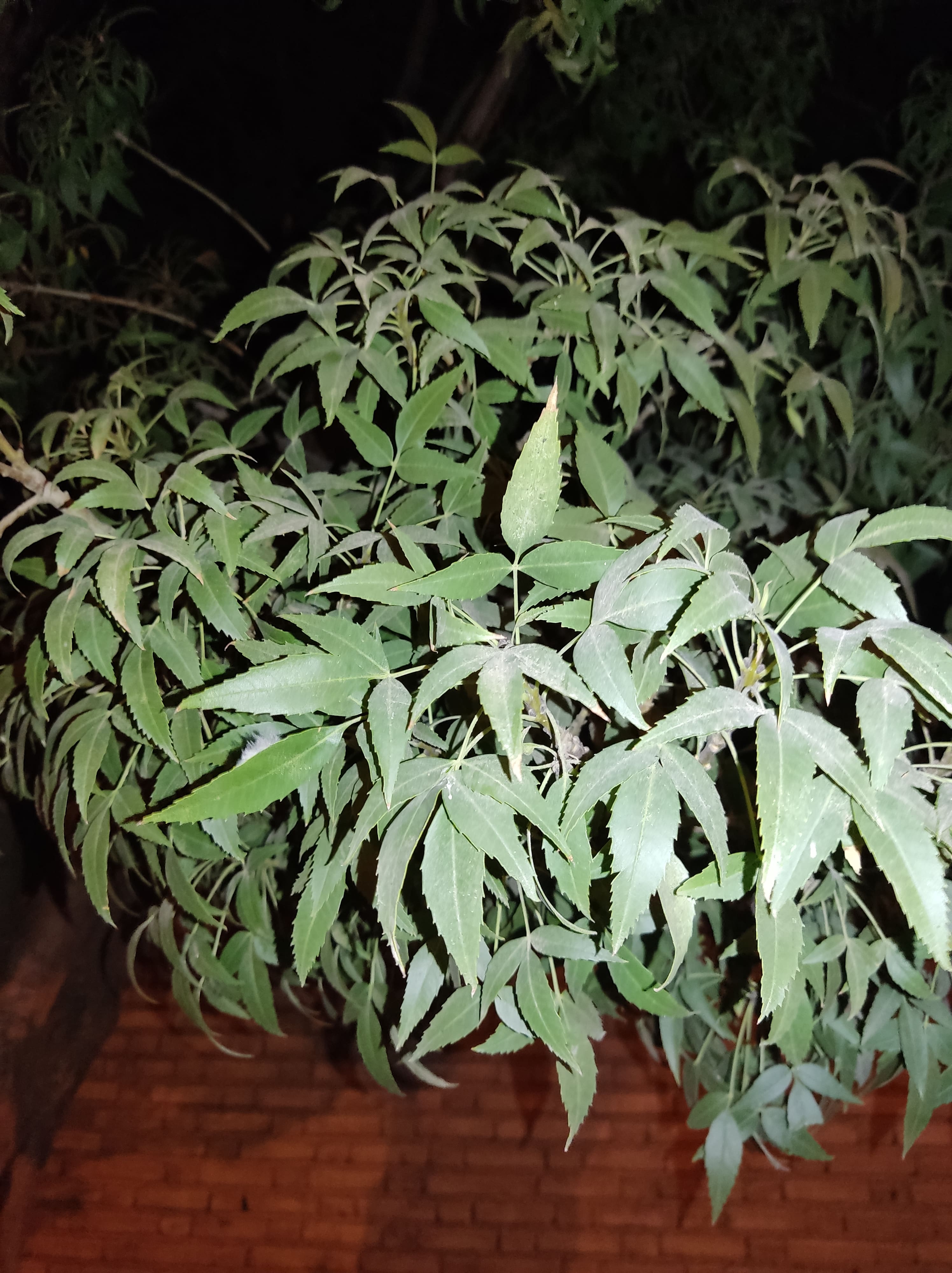 تصویر پرسش و پاسخ گیاه