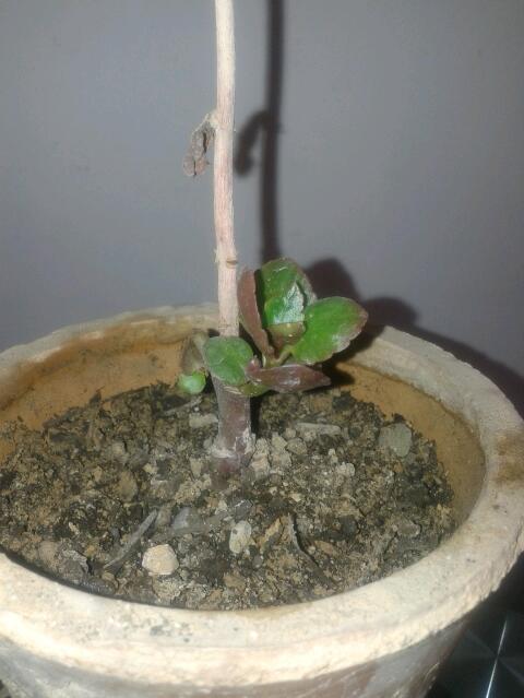 تصویر پرسش و پاسخ گیاه