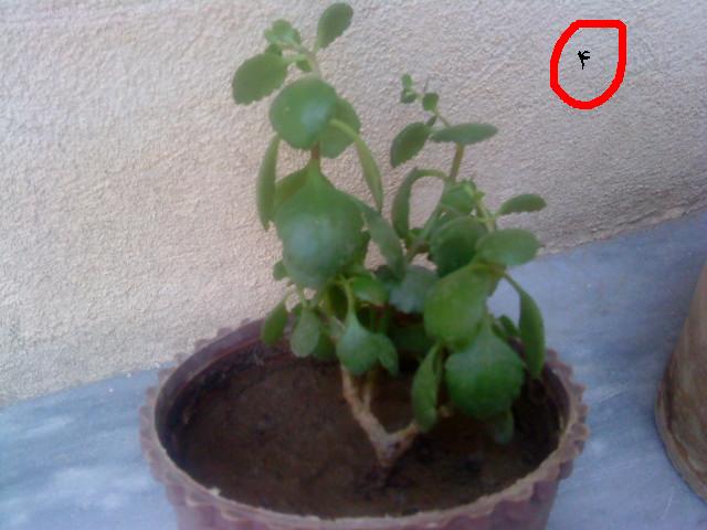 تصویر پرسش و پاسخ گیاه