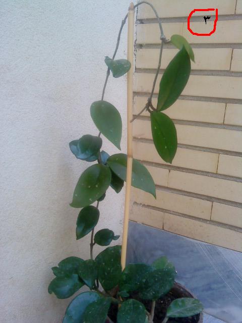 تصویر پرسش و پاسخ گیاه