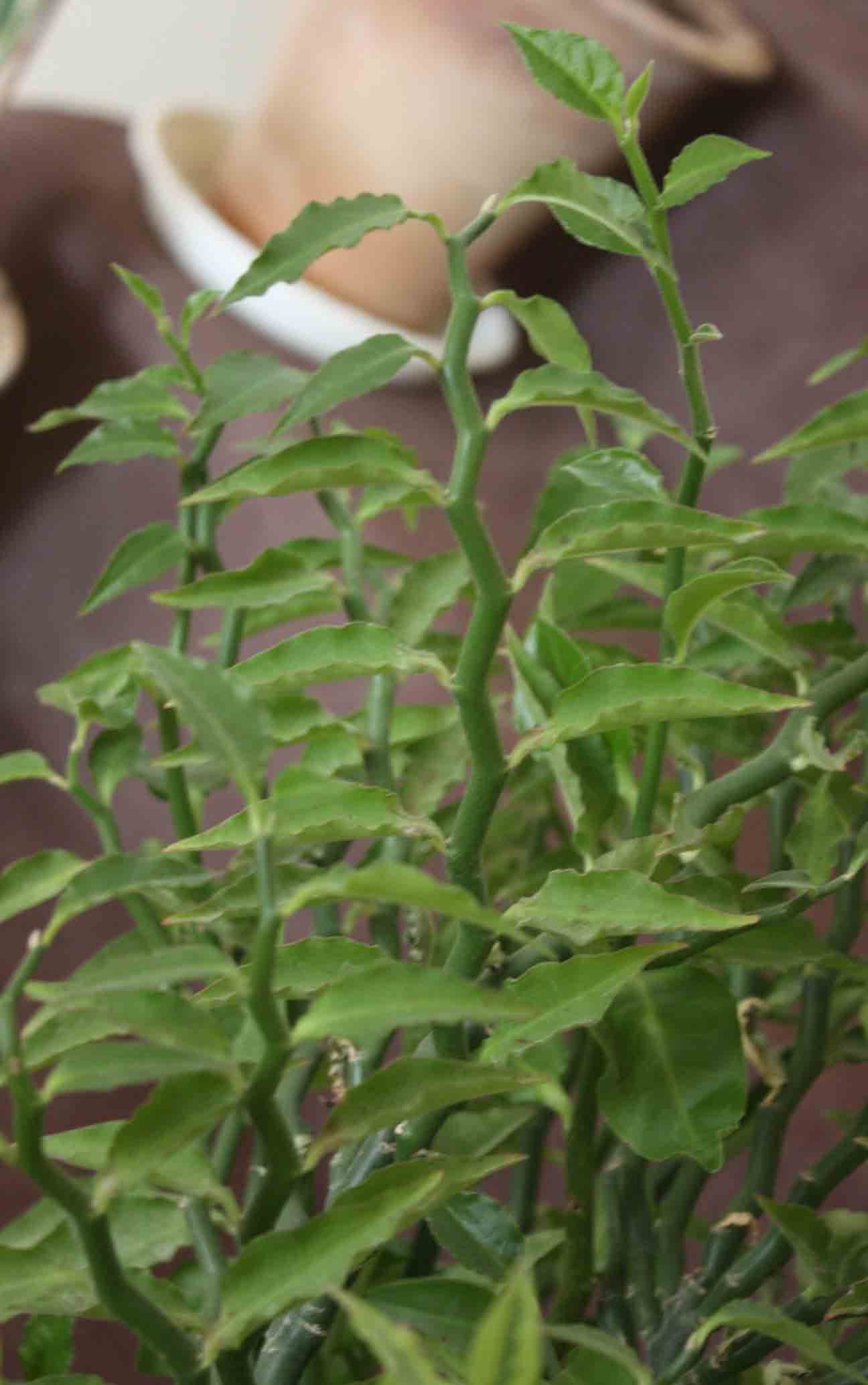 تصویر پرسش و پاسخ گیاه