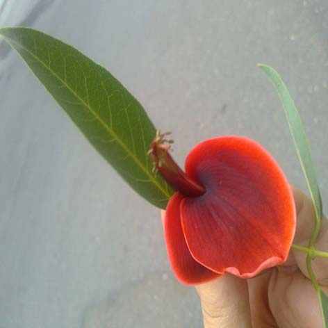 تصویر پرسش و پاسخ گیاه