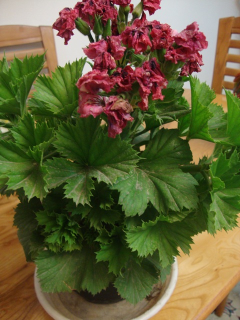 تصویر پرسش و پاسخ گیاه