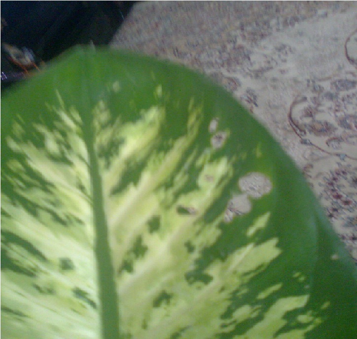 تصویر پرسش و پاسخ گیاه