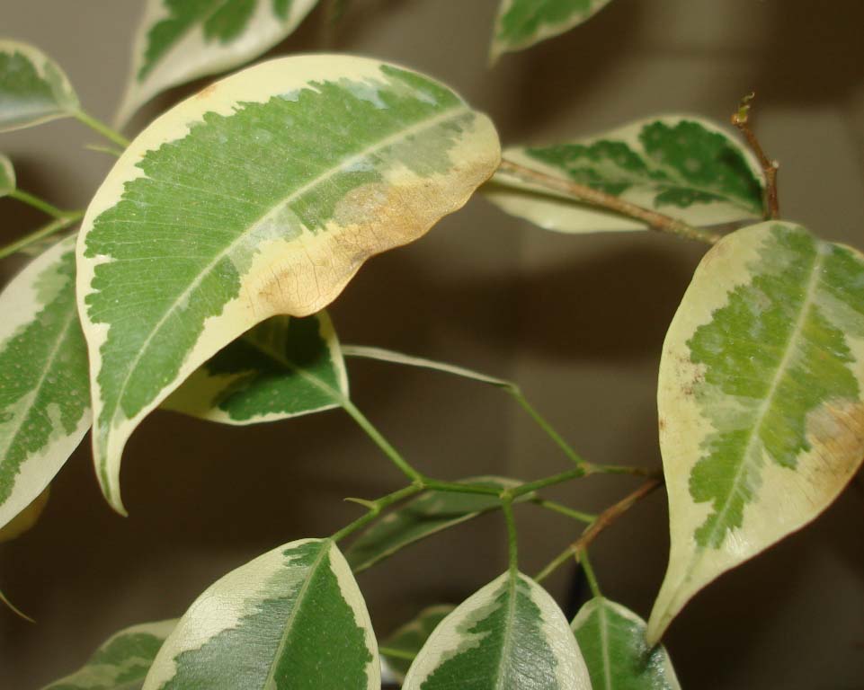 تصویر پرسش و پاسخ گیاه
