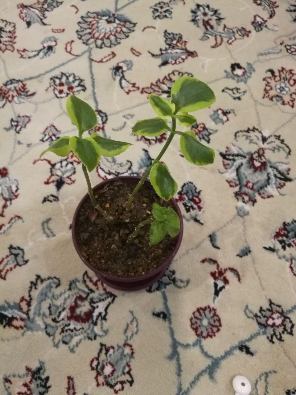 تصویر پرسش و پاسخ گیاه