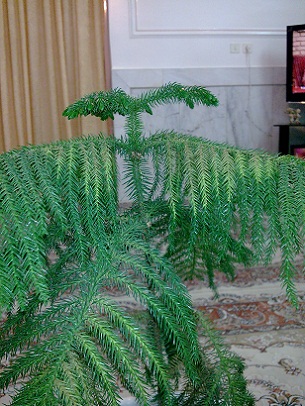 تصویر پرسش و پاسخ گیاه