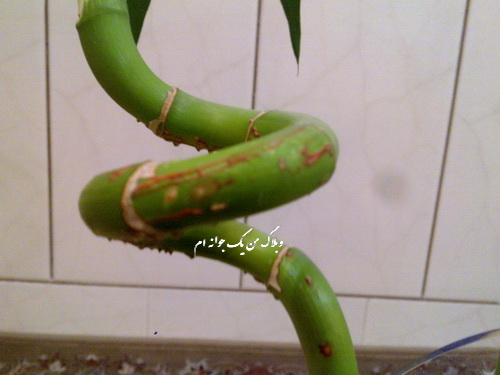 تصویر پرسش و پاسخ گیاه