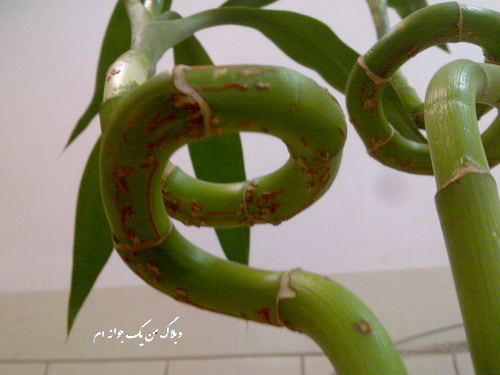تصویر پرسش و پاسخ گیاه