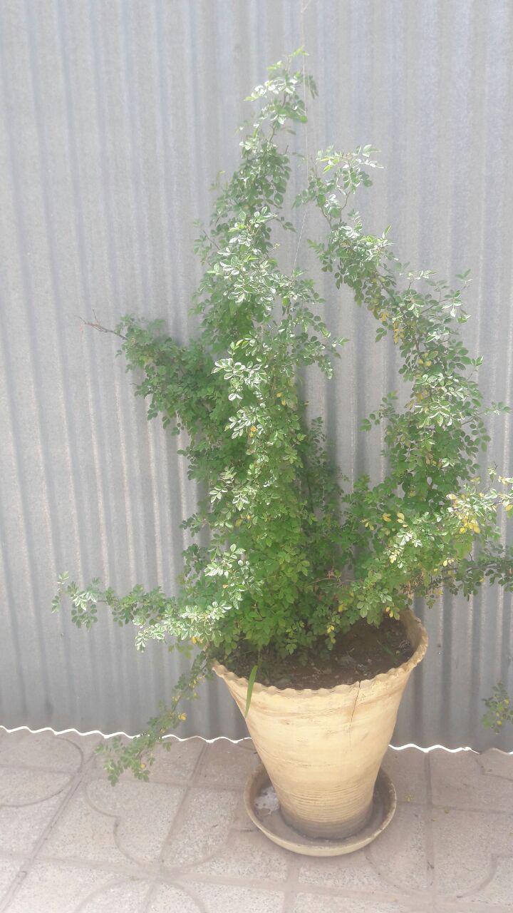 گل ساناز رونده
