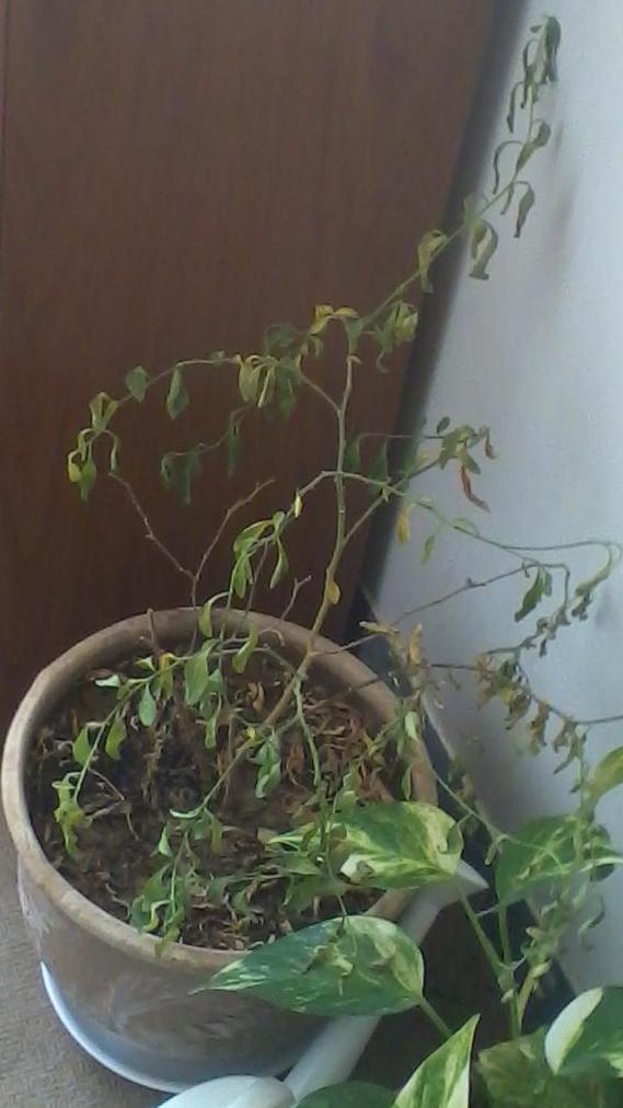 تصویر پرسش و پاسخ گیاه
