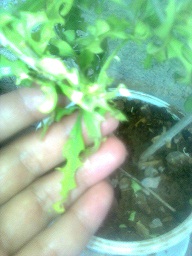 تصویر پرسش و پاسخ گیاه