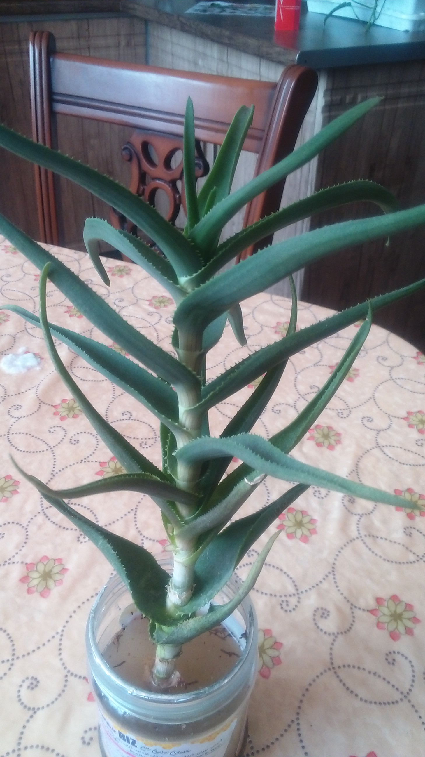 تصویر پرسش و پاسخ گیاه