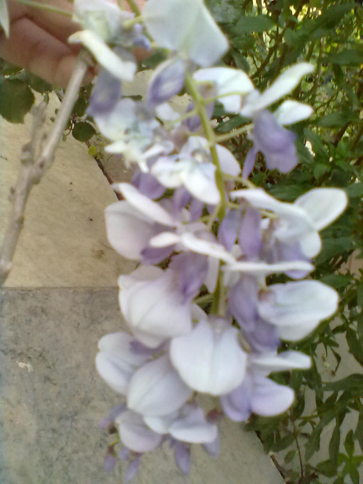 تصویر پرسش و پاسخ گیاه