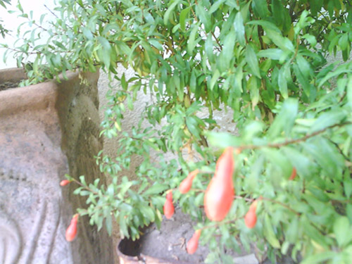 تصویر پرسش و پاسخ گیاه
