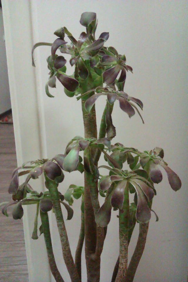 تصویر پرسش و پاسخ گیاه