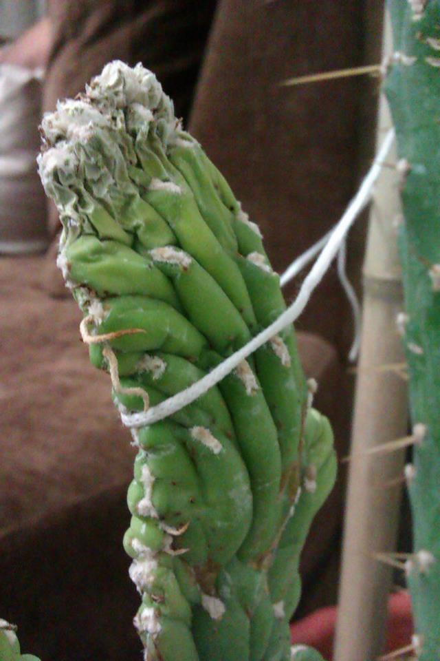 تصویر پرسش و پاسخ گیاه